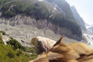 VIDEO: Pemandangan menakjubkan dari kamera di sayap burung elang