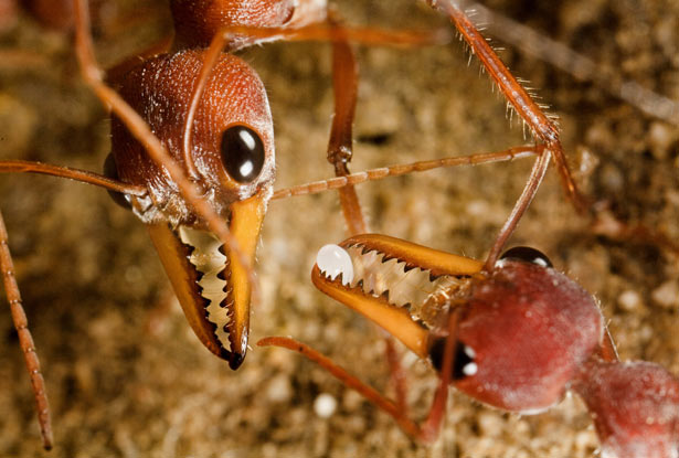 Ini semut terganas dunia, gigitannya bisa bunuh orang dalam 15 menit