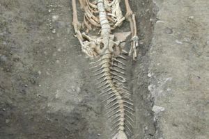 Kecerobohan sains tentang penemuan fosil putri duyung