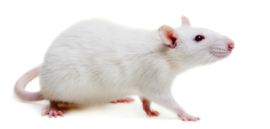 5 Alasan tikus sering menjadi objek percobaan dalam penelitian