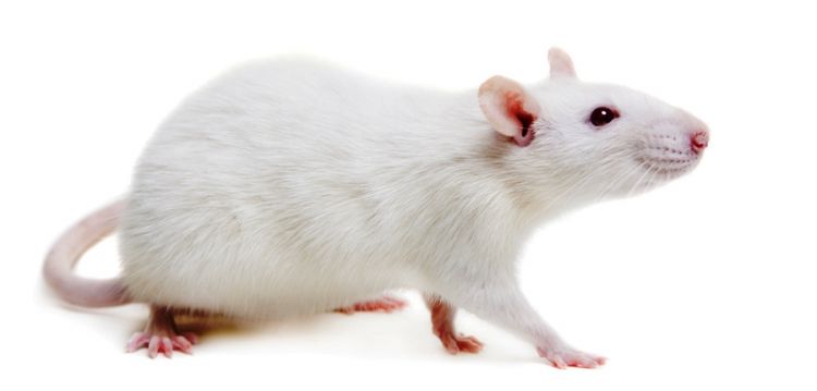 5 Alasan tikus  sering menjadi objek percobaan dalam penelitian