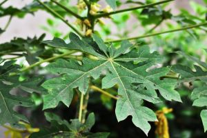 Daun pepaya, si pahit yang berkhasiat mencegah kanker