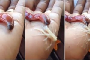 VIDEO: Ada hewan misterius punya belalai mirip Spiderman, geger!