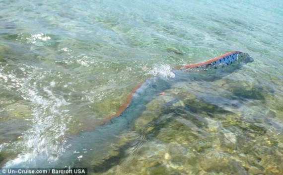 Oarfish, monster laut yang dipercaya jadi pertanda gempa bumi