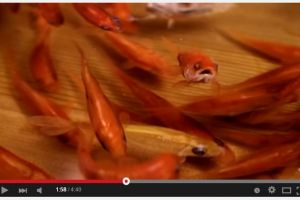 VIDEO: Awas, jangan terkecoh dengan ikan ini