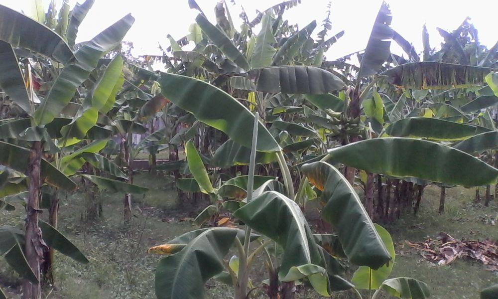 Terlengkap se-Asia Tenggara, kebun pisang di Jogja tanam 346 jenis