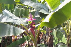 Pisang Genderuwo, pisang unik & langka Indonesia, ada lagi lainnya?