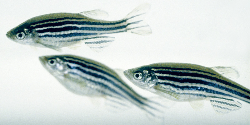 Mengenal Zebrafish, ikan unik yang bisa memproduksi sunblock sendiri