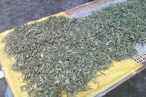 Minum seduhan daun sukun berkhasiat obati penyakit ginjal & diabetes