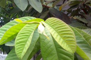 Daun jambu bisa jadi andalan untuk mempercantik penampilan kamu