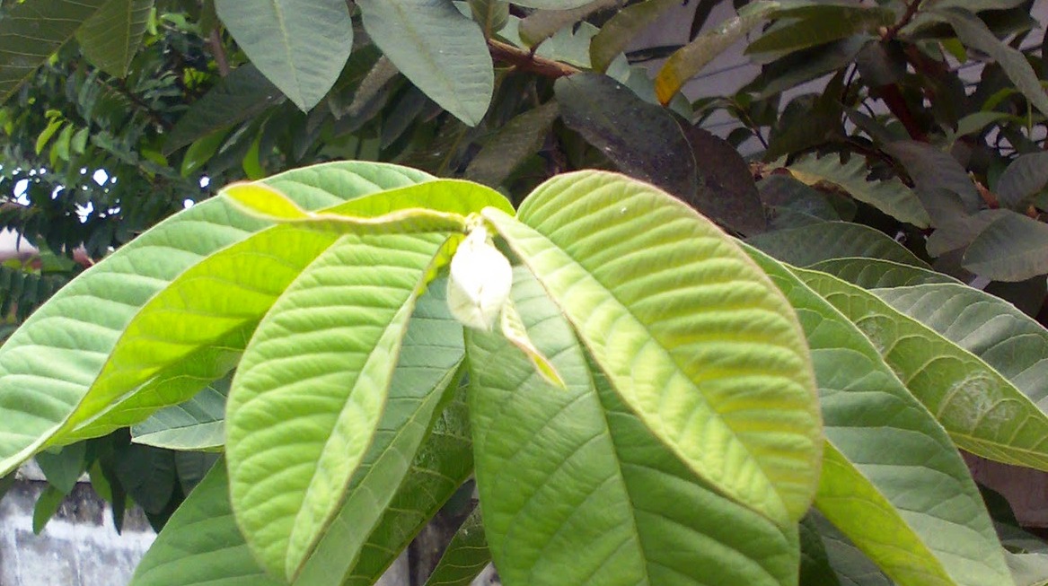 Daun jambu bisa jadi andalan untuk mempercantik penampilan kamu