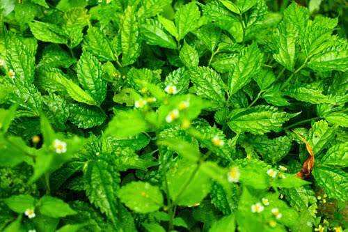 Nasi Kentut khas Medan, rasanya bikin ketagihan & rindu pulang kampung