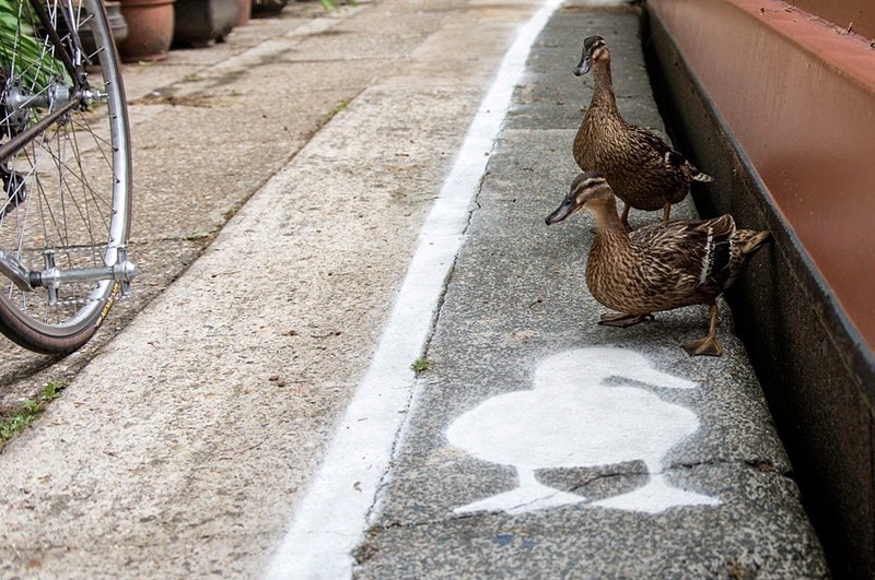 Di Inggris ada jalur khusus untuk bebek, keren!