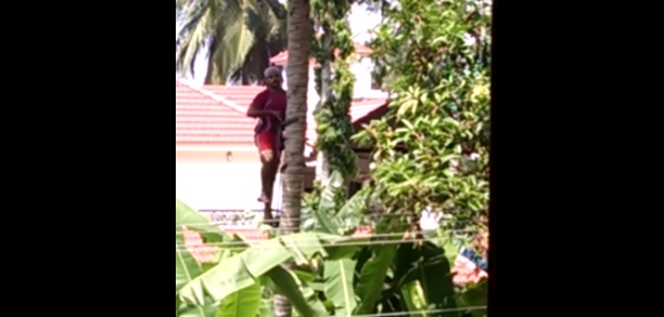 VIDEO: Panjat pohon kelapa semudah naik tangga