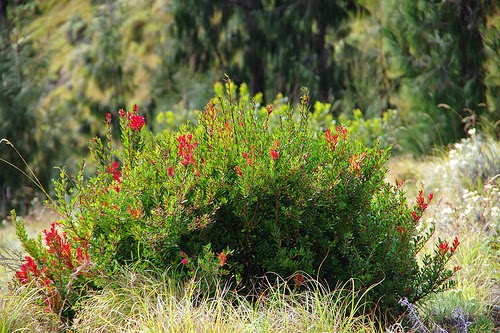 Tumbuhan penolong pendaki gunung, solusi jika kehabisan makanan Tumbuhan penolong pendaki gunung, solusi jika kehabisan makanan