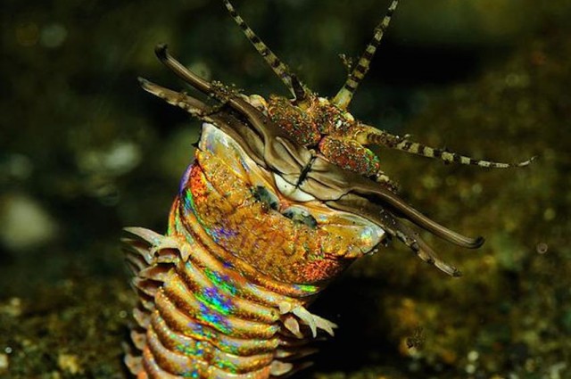 VIDEO: Seramnya cacing ganas pemangsa ikan! VIDEO: Seramnya cacing ganas pemangsa ikan!