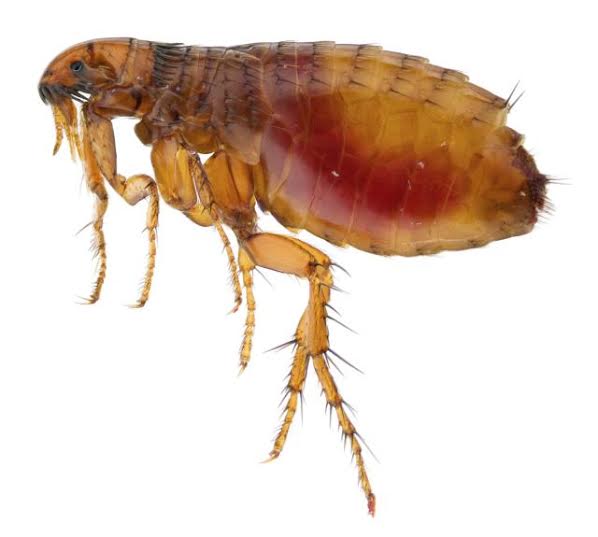 Sadarkah kamu? 7 Serangga ini biasanya cari makan dari tubuh kamu lho