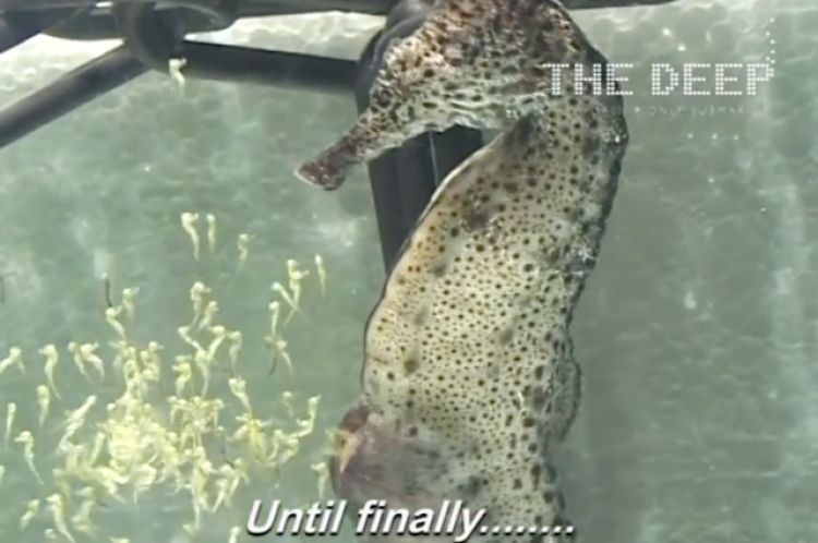VIDEO Mengagumkan Inilah proses melahirkan  kuda laut  jantan
