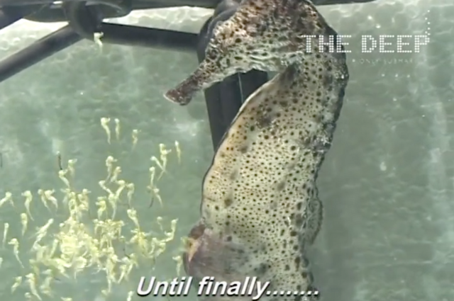 VIDEO: Mengagumkan! Inilah proses melahirkan kuda laut jantan