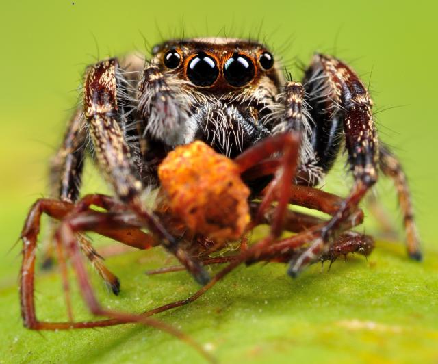 5 Fakta mengejutkan tentang laba-laba yang harus kamu tahu