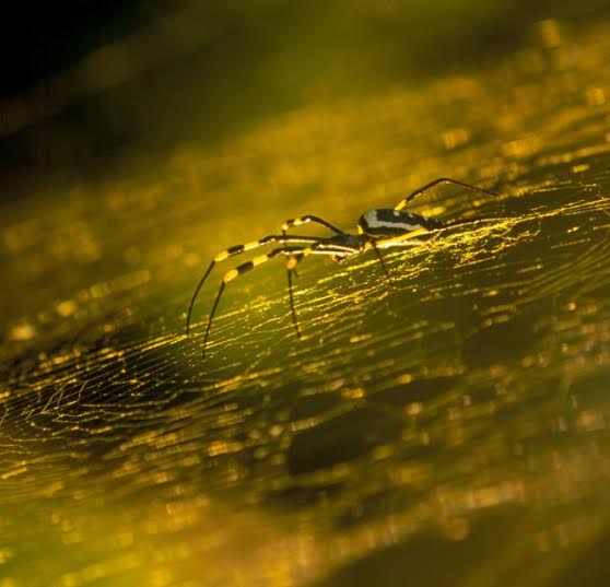 5 Fakta mengejutkan tentang laba-laba yang harus kamu tahu