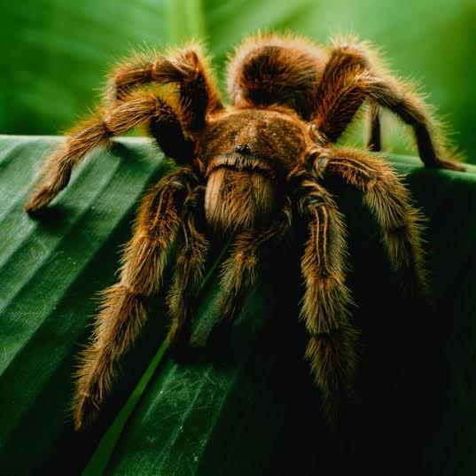 5 Fakta mengejutkan tentang laba-laba yang harus kamu tahu