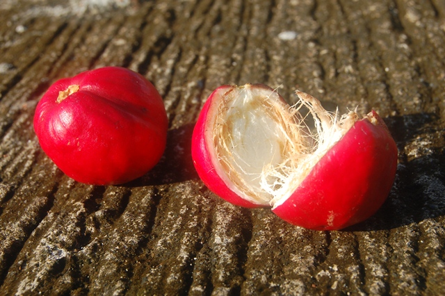 Buah simalakama, benarkah jika dimakan bisa bikin mati?