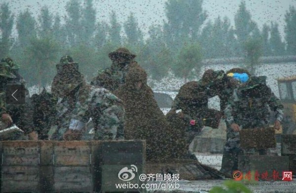 Manusia berselimut lebah