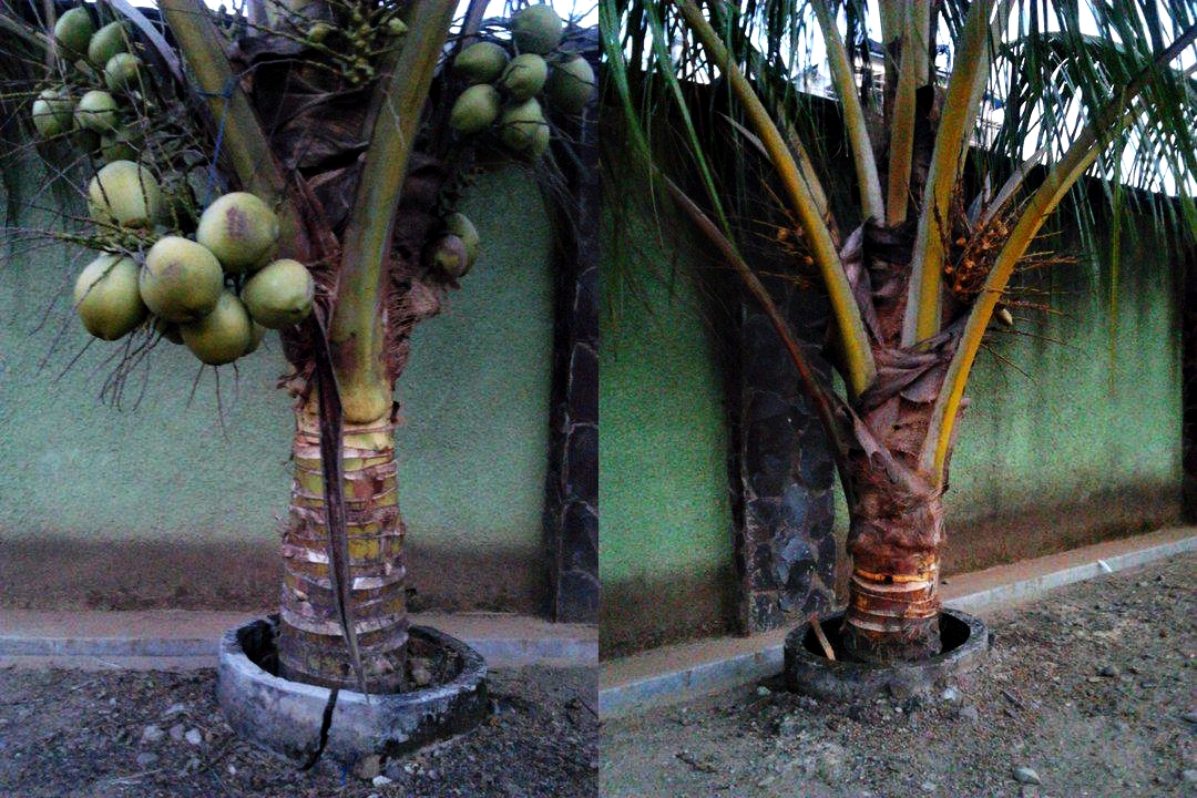 Pohon kelapa hanya 1,5 meter, tak perlu memanjat untuk memetik buahnya