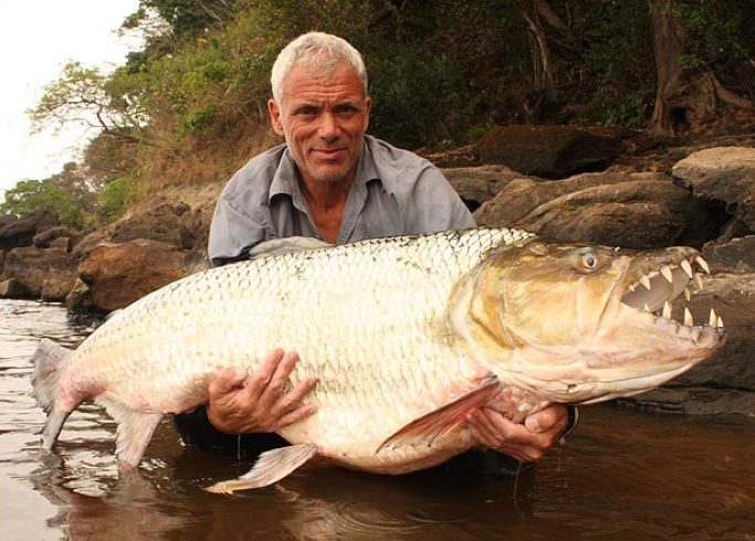 Goliath Tigerfish, monster air penguasa sungai tak takut bajul