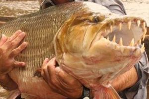 Goliath Tigerfish, monster air penguasa sungai tak takut bajul
