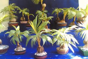 Tanaman hias unik usaha Juri Setyanto, bonsai pohon kelapa! 