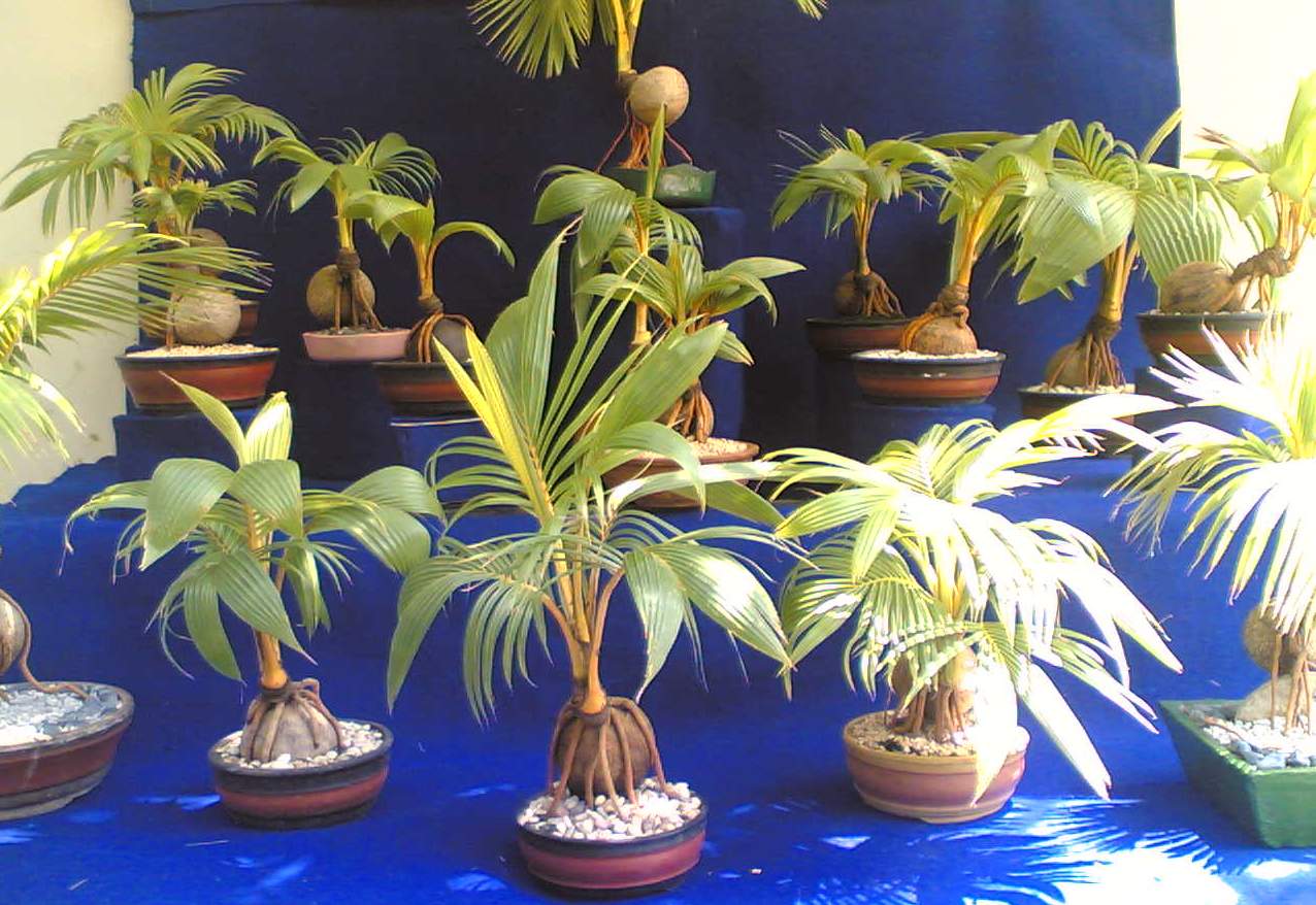 Tanaman hias unik usaha Juri Setyanto, bonsai pohon kelapa! 
