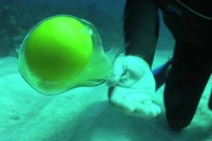 VIDEO: Ini yang terjadi saat kamu menetaskan telur dalam air