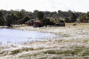 Ribuan laba-laba mendadak turun dari langit, Australia geger!