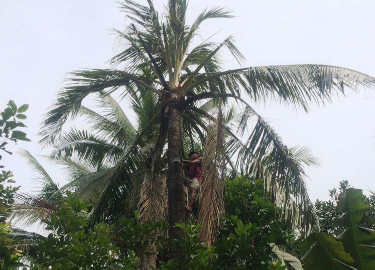 Kisah penderes nira, setiap hari 106 kali panjat pohon kelapa