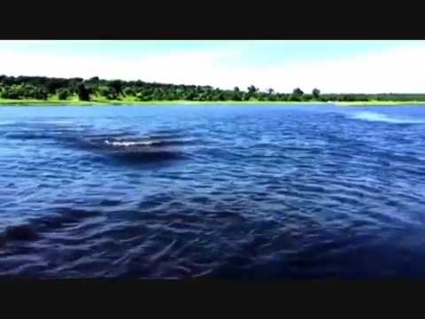 VIDEO: Hewan apakah ini, monster laut? VIDEO: Hewan apakah ini, monster laut?