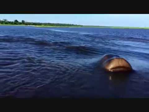 VIDEO: Hewan apakah ini, monster laut? VIDEO: Hewan apakah ini, monster laut?