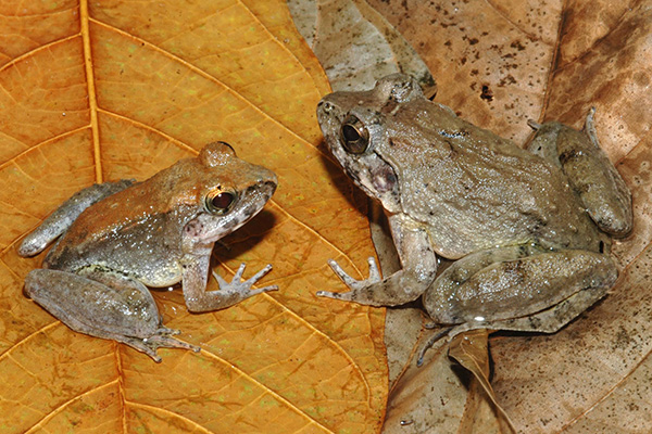 Ini spesies katak baru dari Tanah Air yang nge-hits di 2015, keren!
