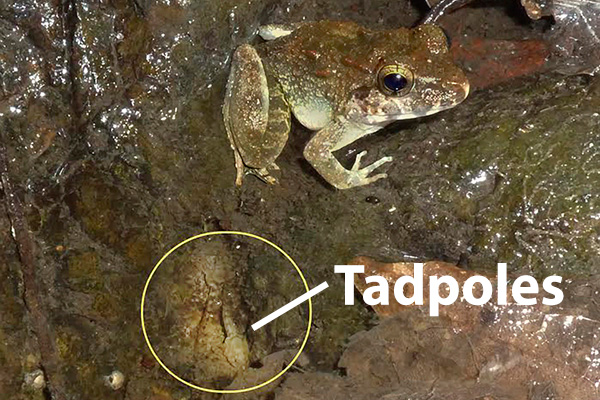 Ini spesies katak baru dari Tanah Air yang nge-hits di 2015, keren!