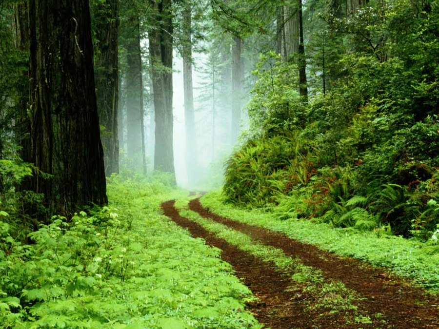 Cobalah jalan-jalan di hutan dan rasakan 7 manfaat dahsyat ini!