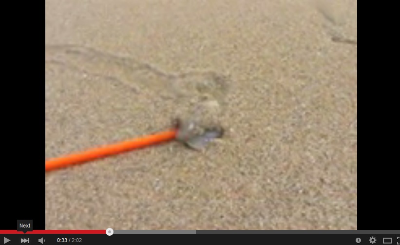 VIDEO: Siput menelan pensil