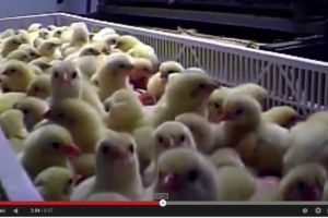 VIDEO: Di balik industri olahan daging, speechless!