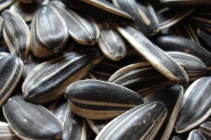 Wow, ini dia manfaat kesehatan biji bunga matahari alias kuaci