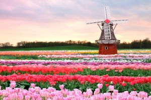 Warga negara di sini pasti mengenal orang Indonesia, di mana itu?