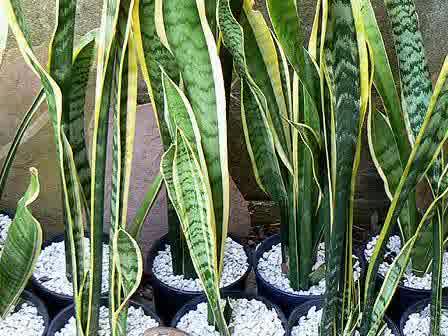 Kabar gembira, kini ada semprotan khusus atasi masalah asap rokok