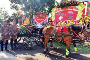 Agustin & Srikandi, kuda yang mengantar mempelai wanita Selvi Ananda