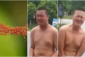 VIDEO: Pria ini menantang digigit semut di wilayah paling pribadi