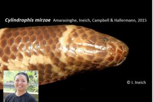 Spesies baru ular pipa ditemukan, dinamai dari nama dosen IPB