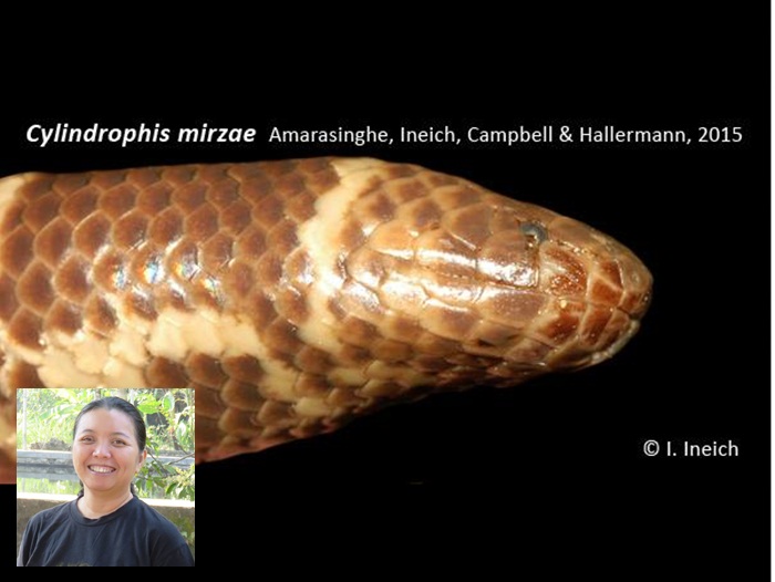 Spesies baru ular pipa ditemukan, dinamai dari nama dosen IPB